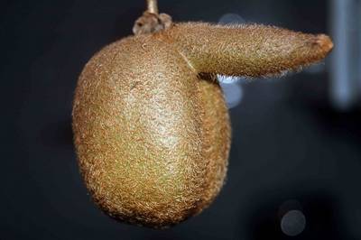 Kiwi