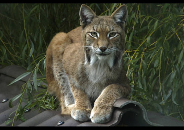 La lince
