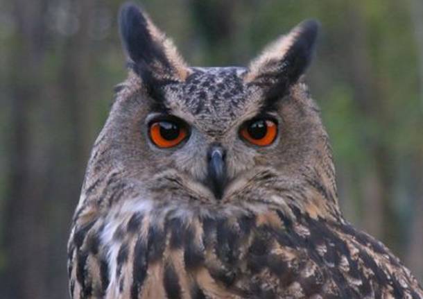 Sguardi