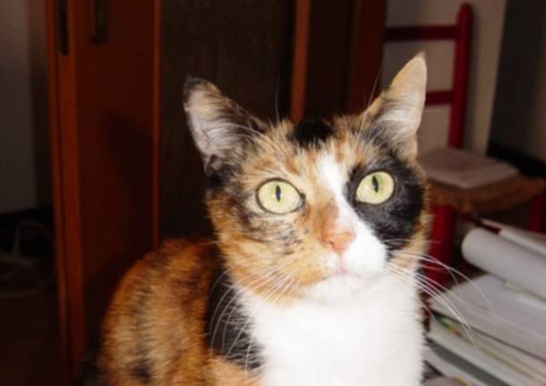 Tigre