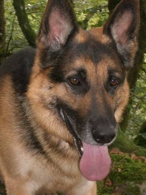 Wolfi