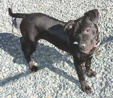 cani pericolosi pitbull
