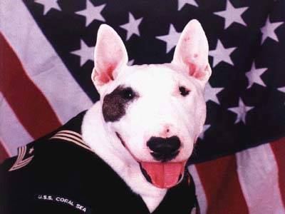 cani pericolosi pitbull terrier