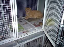 gatti randagi da adottare via postporta gallarate animali