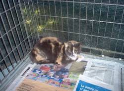 gatti randagi da adottare via postporta gallarate animali