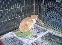 gatti randagi da adottare via postporta gallarate animali