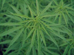 cannabis seconda