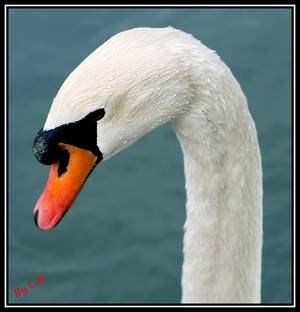 Cigno Bianco 2