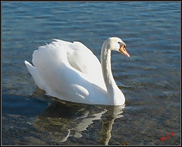 Cigno Bianco