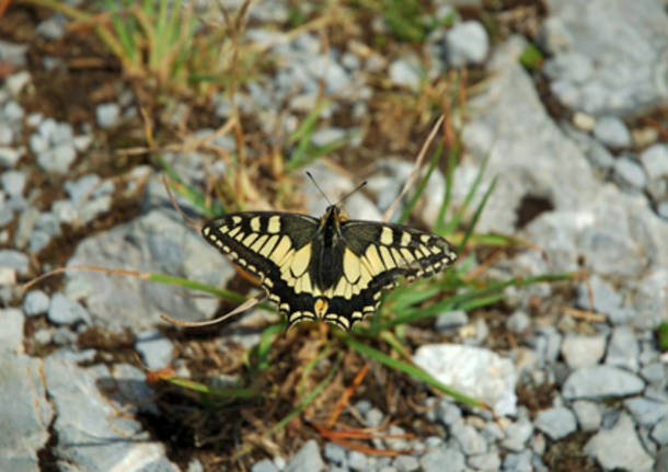 Farfalla