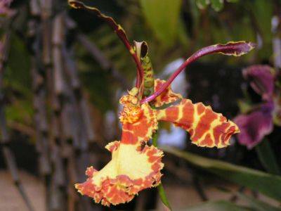 L'Orchidea