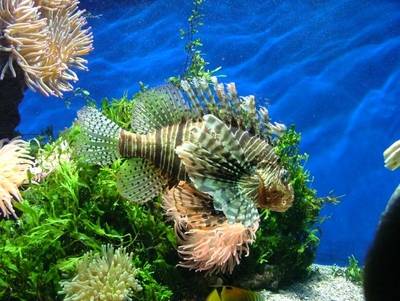 Acquario di Monaco