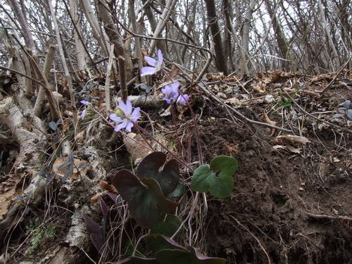 Anemone Epatica