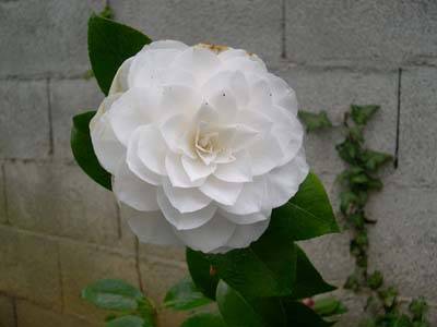 camelie
