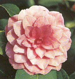 camelie