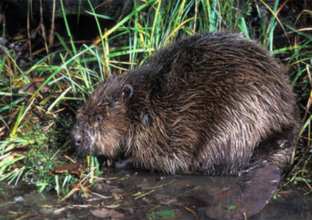 I castori tornano in Svizzera