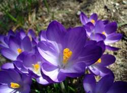 crocus