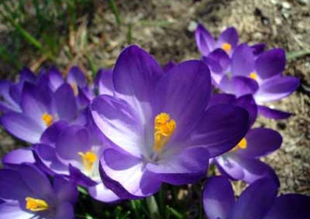 Crocus in fiore
