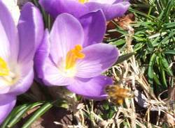 crocus