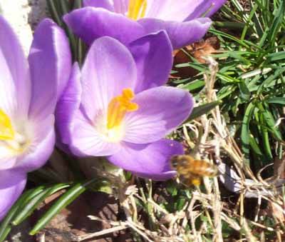 crocus