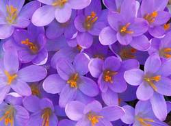 crocus