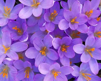 crocus