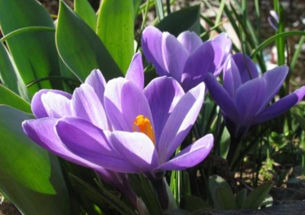 Crocus