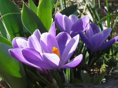 Crocus