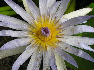 Fiore incantevole