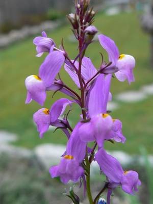 Fiori