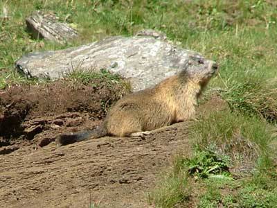 Marmotta