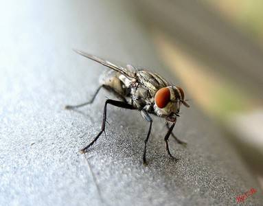 Mosca