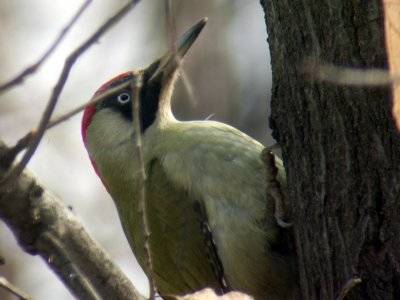Picchio Verde