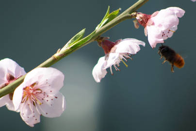 Primavera 2