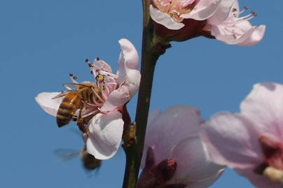 Primavera 3