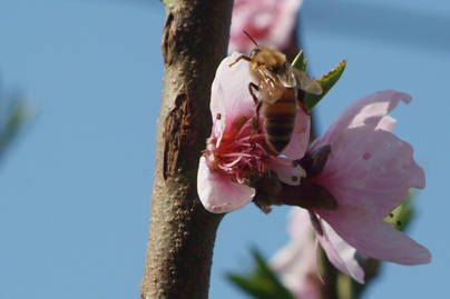 Primavera 4