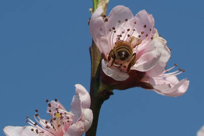 Primavera