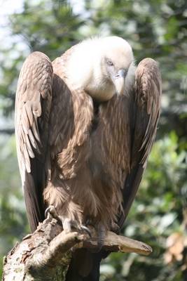 Uccelli