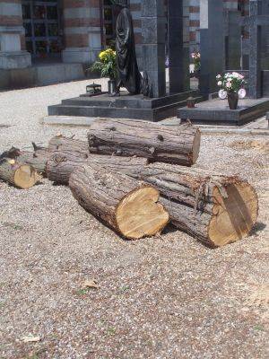 alberi abbattuti cimitero busto arsizio aprile 2007