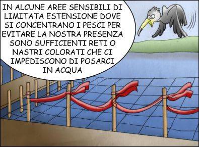Cormorani 11
