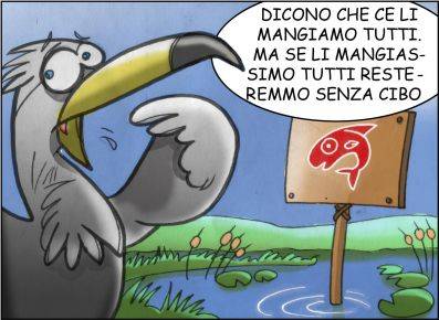 Cormorani 2