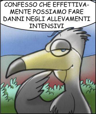 Cormorani 3