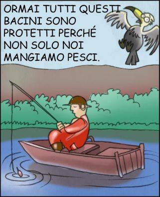 Cormorani 5