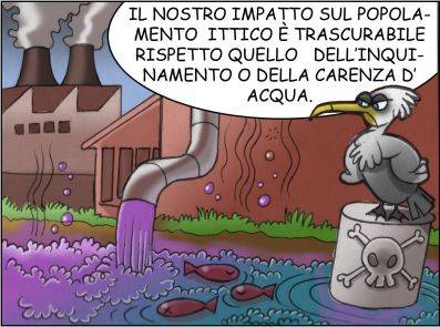 Cormorani 7