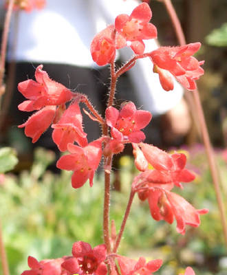 Fiori
