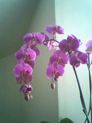 ORCHIDEA