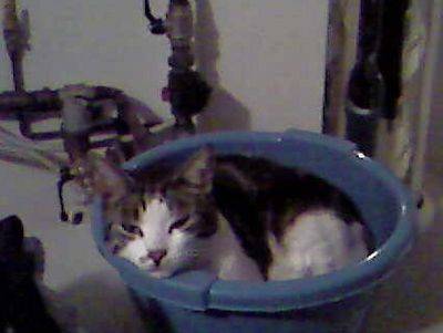 Pippo