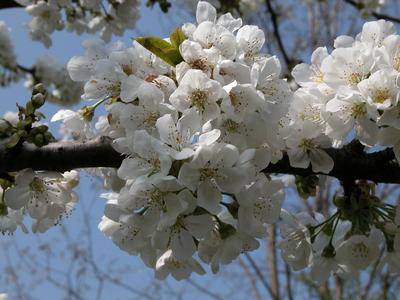 Primavera