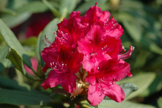 Rododendro