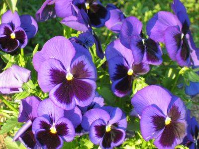 Viola/blu